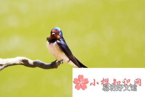 關于燕子的古詩有哪些？