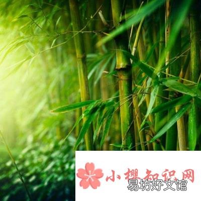 竹子寓意代表什么?