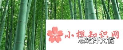竹子寓意代表什么?
