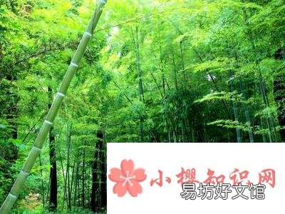 竹子寓意代表什么?
