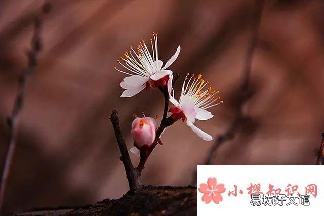 表达思念之情的古诗有哪些?