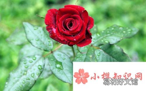 描写玫瑰花样子的句子有哪些?