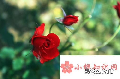 描写玫瑰花样子的句子有哪些?