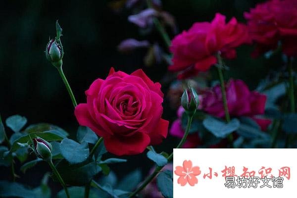 描写玫瑰花样子的句子有哪些?