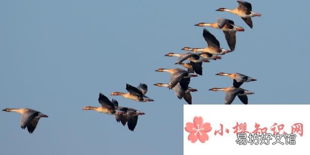 大雁什么时候南飞