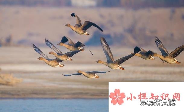 大雁什么时候南飞