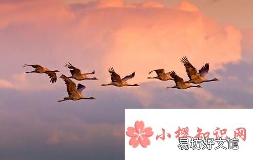大雁什么时候南飞