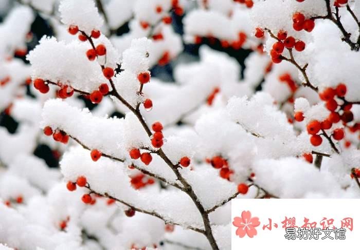 数九天气从什么时候开始计算?