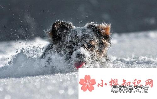 数九天气从什么时候开始计算?