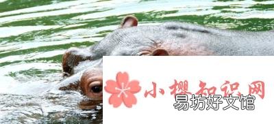 饲养员用什么方式让河马张开嘴检查牙齿?