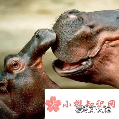饲养员用什么方式让河马张开嘴检查牙齿?