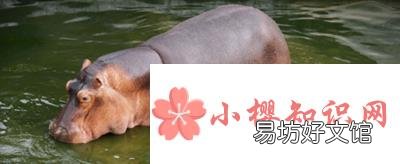饲养员用什么方式让河马张开嘴检查牙齿?