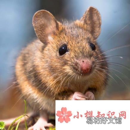 老鼠冬眠吗？