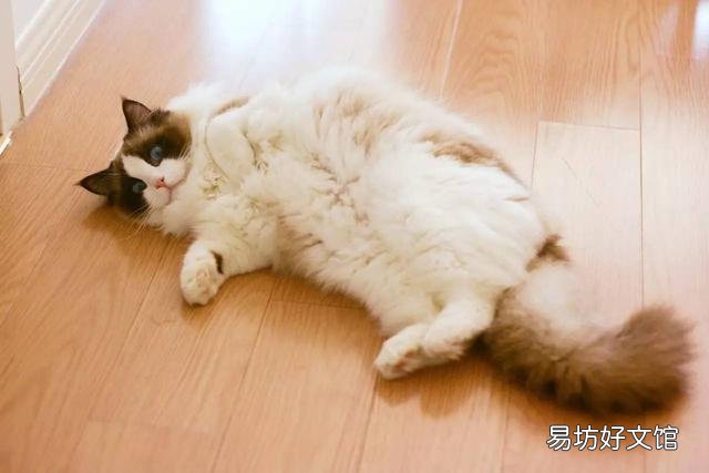 布偶猫智商高吗(布偶猫智商相当于几岁)
