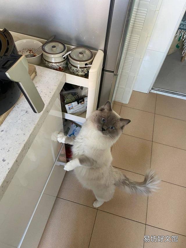 布偶猫智商高吗(布偶猫智商相当于几岁)