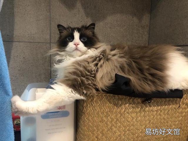 布偶猫智商高吗(布偶猫智商相当于几岁)