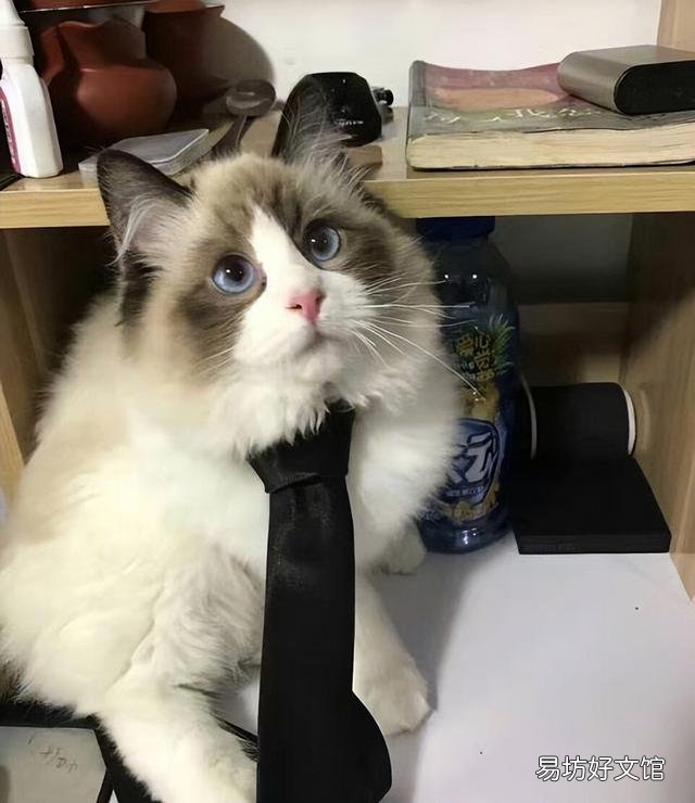 布偶猫智商高吗(布偶猫智商相当于几岁)