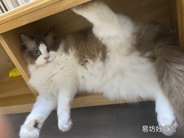 布偶猫智商高吗(布偶猫智商相当于几岁)