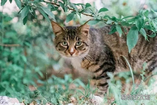 土猫图片(土猫图片大全可爱)