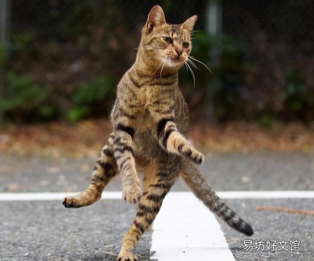 土猫图片(土猫图片大全可爱)