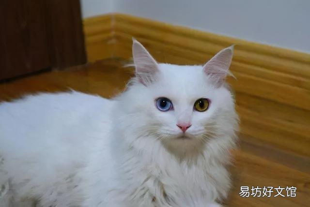 土猫图片(土猫图片大全可爱)