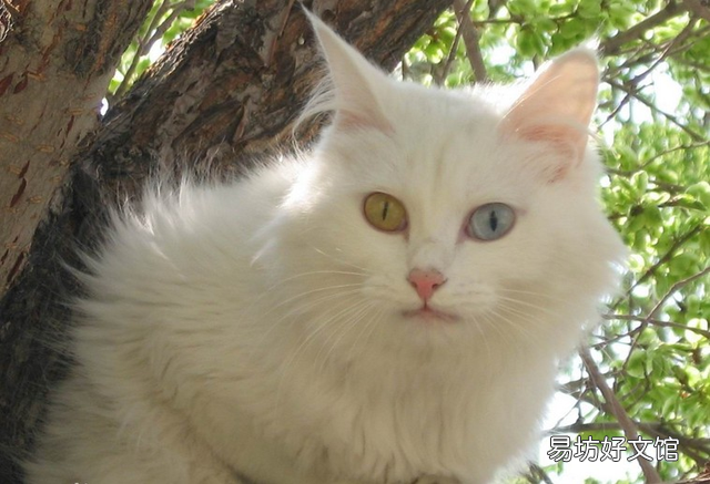土猫图片(土猫图片大全可爱)
