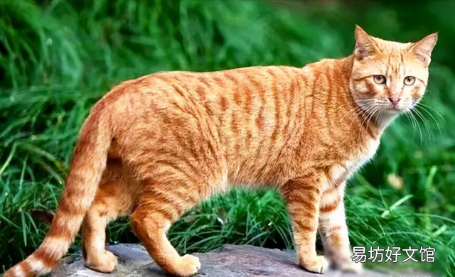 土猫图片(土猫图片大全可爱)