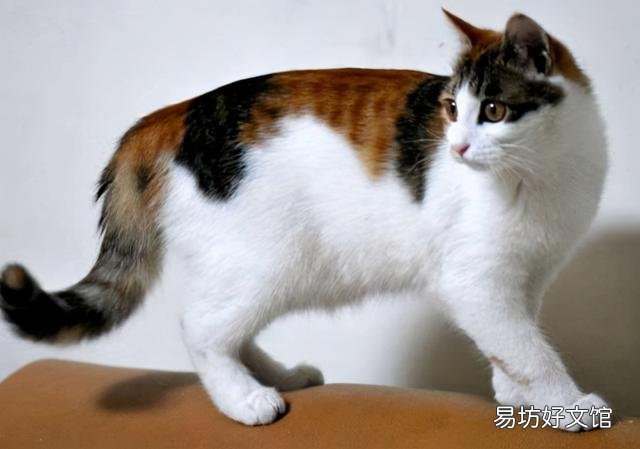 土猫图片(土猫图片大全可爱)
