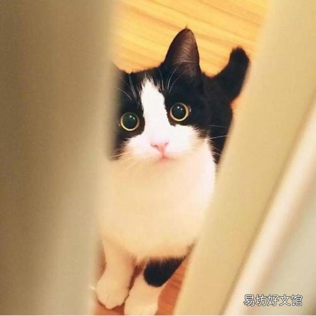 土猫图片(土猫图片大全可爱)