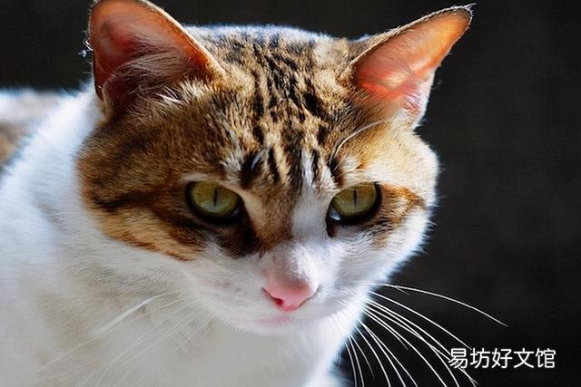 土猫图片(土猫图片大全可爱)