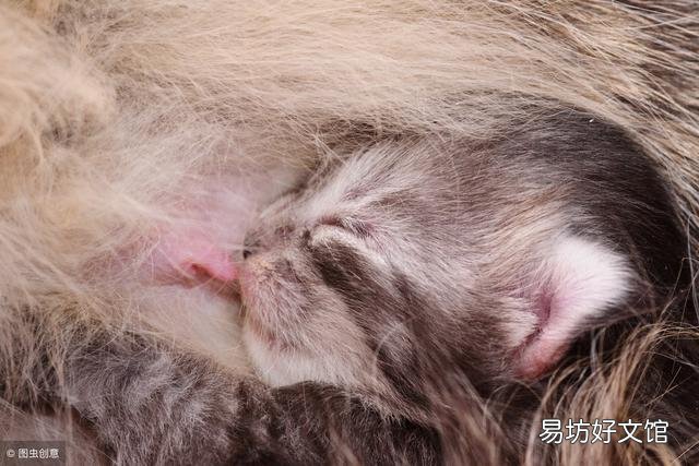 猫咪抽搐是什么情况(猫咪抽搐是什么情况像打喷嚏一样)