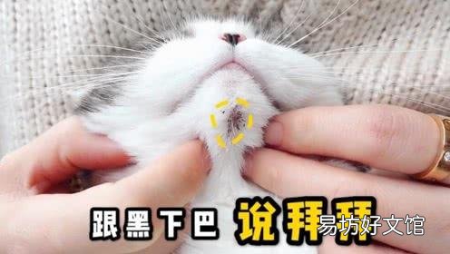 猫咪黑下巴怎么治(猫咪黑下巴的原因是什么)