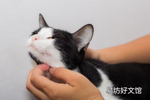 猫咪黑下巴怎么治(猫咪黑下巴的原因是什么)