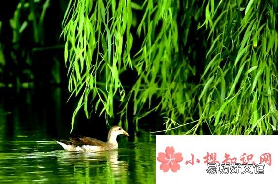 五九六九沿河看柳是什么意思?