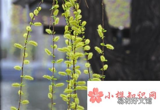 五九六九沿河看柳是什么意思?