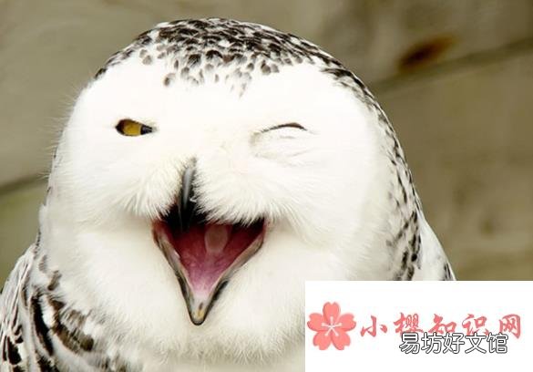 幽默又吸引人的自我介绍有哪些？