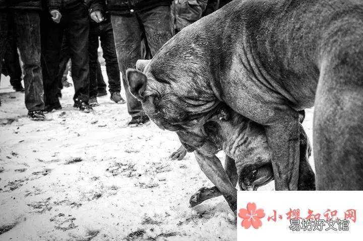 人性与兽性有什么区别?