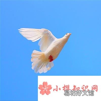 教堂的白鸽不会亲吻乌鸦是什么歌？