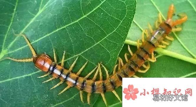 蜈蚣怕什么?怎么防止它进入卧室?