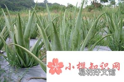 芦荟怎样栽培？