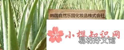 芦荟怎样栽培？