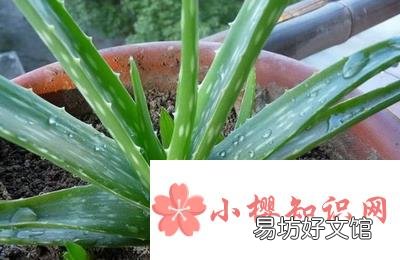 芦荟怎样栽培？
