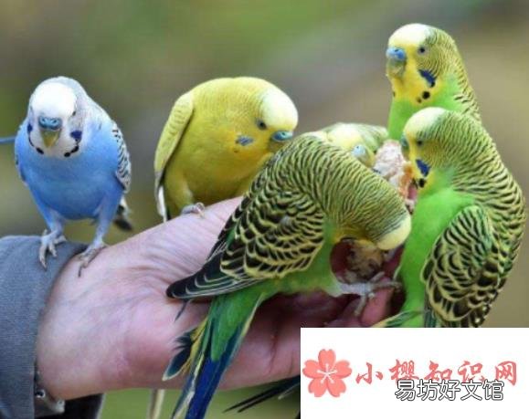 虎皮鹦鹉怎么养