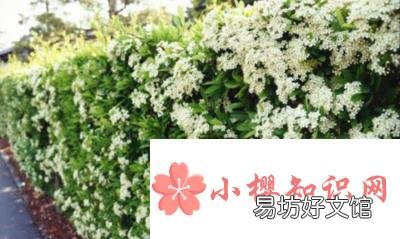 石楠花味是什么气味？