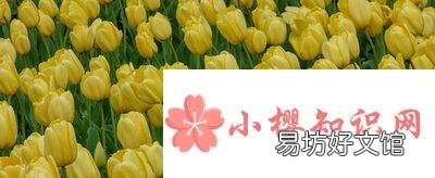 黄色郁金香花语和寓意分别是什么?