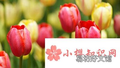 黄色郁金香花语和寓意分别是什么?