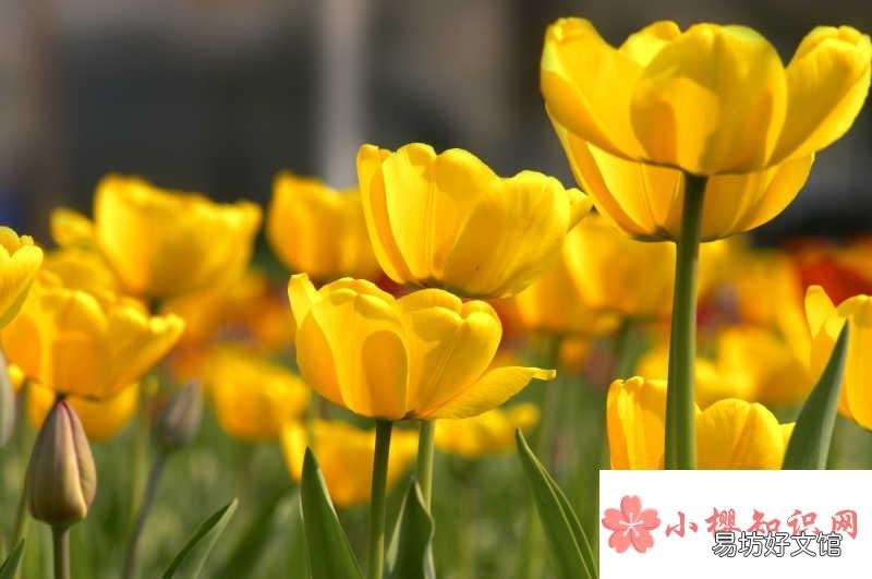 黄色郁金香花语和寓意分别是什么?