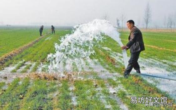农村俗话“小寒雨蒙蒙,明年春天倒春寒”,农业生产该注意什么?