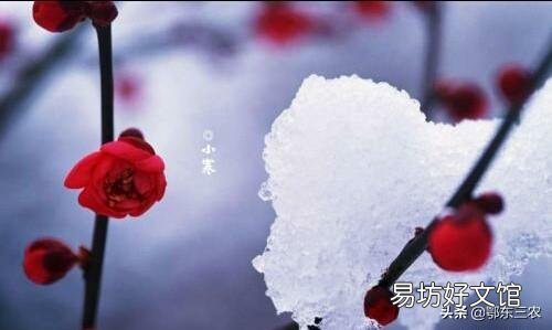 农村俗话“小寒雨蒙蒙,明年春天倒春寒”,农业生产该注意什么?