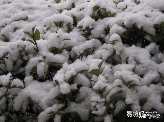 农村俗话“小寒雨蒙蒙,明年春天倒春寒”,农业生产该注意什么?